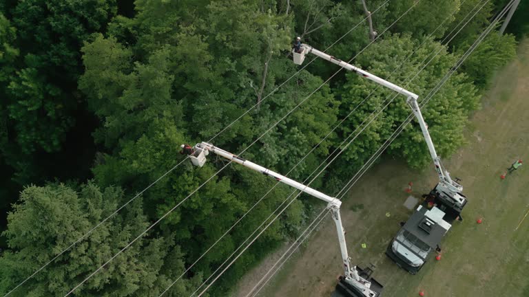 How Our Tree Care Process Works  in Carbondale, IL